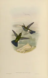 Eriocnemys lugens